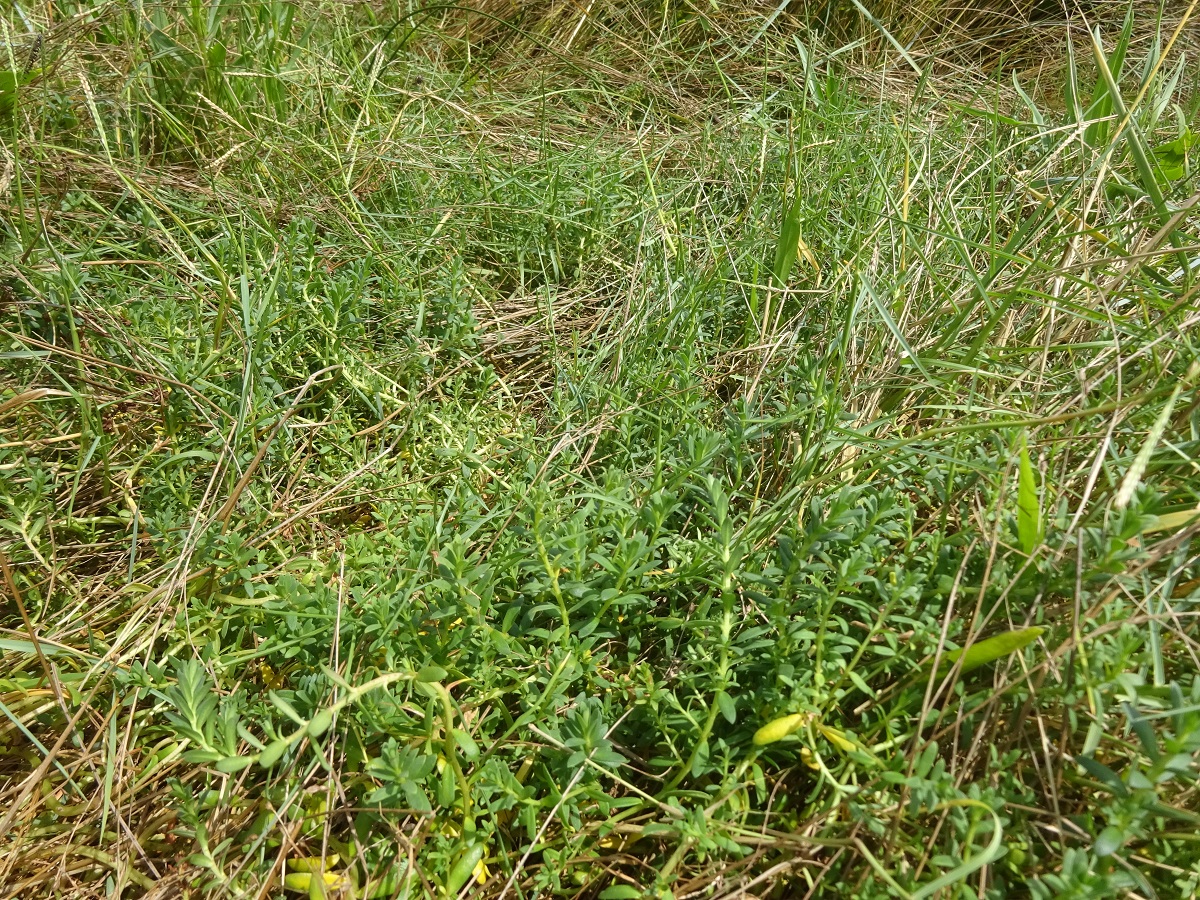 Lysimachia maritima (Primulaceae)